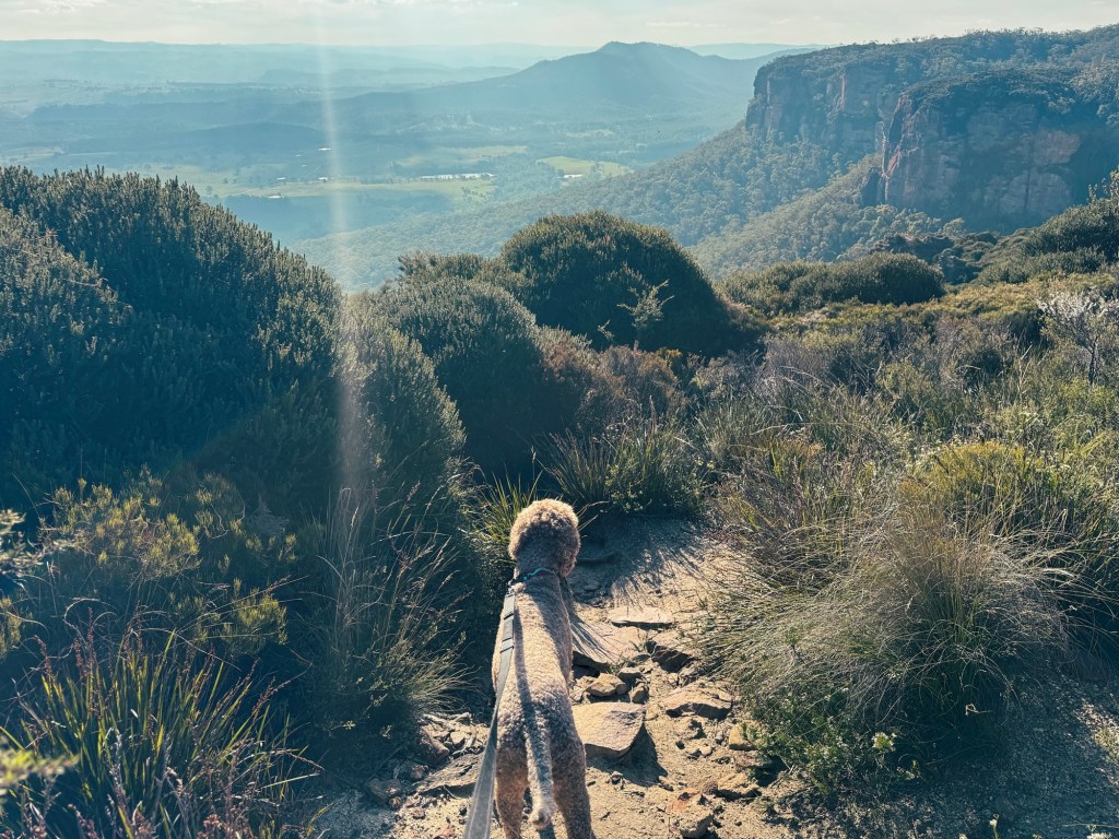 The Best Dog-Friendly Hikes in the Blue&nbsp;Mountains